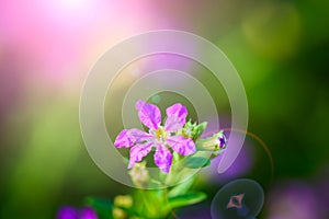 beautiful purple Cuphea hyssopifolia flower