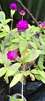 Beautiful Purple Dahlia Flowers In my mother& x27;s garden