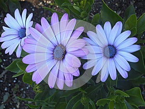 Beautiful Purple Daisy Flowers At Park Garden