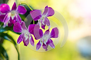 Beautiful purple dendrobium orchid flowers