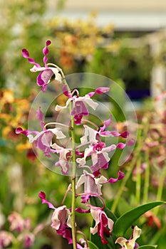 Beautiful purple dendrobium taurinum orchid