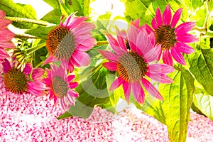 Beautiful purple Echinacea flowers