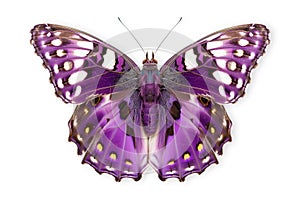 Beautiful Purple Emperor butterfly isolated on a white background with clipping path