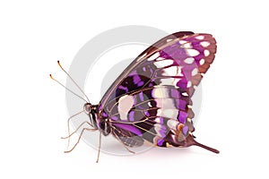 Beautiful Purple Emperor butterfly isolated on a white background. Side view