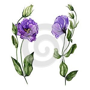 Beautiful purple eustoma flower lisianthus in full bloom on a green stem with leaves and closed buds. Botanical set. photo