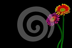 Beautiful purple and flaming red yellow gerber daisy flowers on dark background