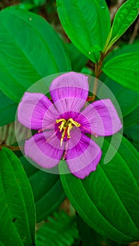 A beautiful purple flower.