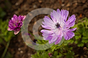 Beautiful purple flower