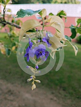 A beautiful purple flower