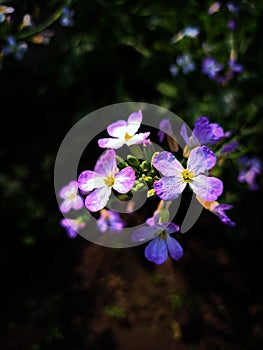 A Beautiful Purple Flower