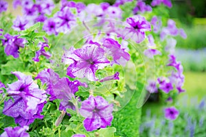 Beautiful of purple flower