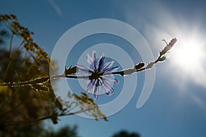 Beautiful purple flower on a background of blue sky in the sun