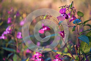 Beautiful Purple Flower With Beautiful Spinning Bokeh In Peaceful And Calm Nature For Colorful Wallpapers