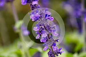 A beautiful purple flower with a blurred green background.