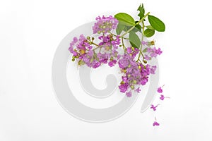 Beautiful purple flower bouquet is blooming put on white wood