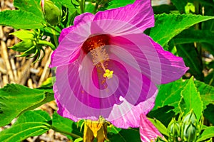 Beautiful purple flower on a bright and sunny day