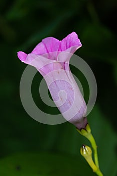 Beautiful purple flower bud with green and dark background blooming