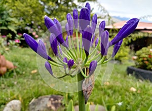 Beautiful purple flower buds in an ornamental garden. African lily.