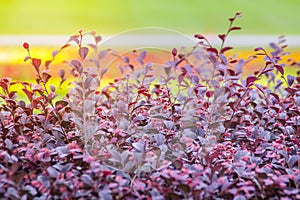 Beautiful purple flower of Chinese fringe flower (Loropetalum chinense), also known as loropetalum, Chinese fringe flower and