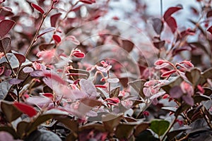 Beautiful purple flower of Chinese fringe flower (Loropetalum chinense), also known as loropetalum, Chinese fringe flower and