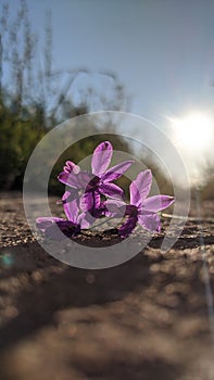 Beautiful purple flower Consolida regalis