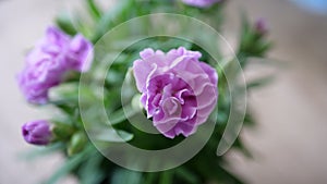 Beautiful Purple Flower Crysanthemum