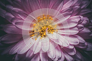 Beautiful purple flower with dew drops in a summer morning