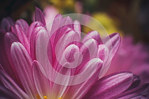 Beautiful purple flower with dew drops in a summer morning