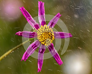 Beautiful purple flower in the drizzling rain with the wind