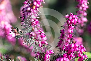 Beautiful purple flower, erica carnea