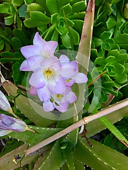 Beautiful purple flower in garden