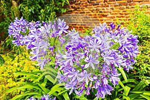 Beautiful purple flower in Garden Canterbury Cathedral UK