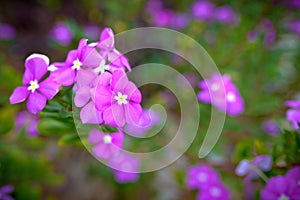 Beautiful purple flower in a garden. - (Selective focus)