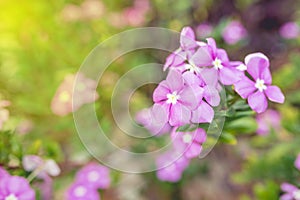 Beautiful purple flower in a garden. - (Selective focus / Split