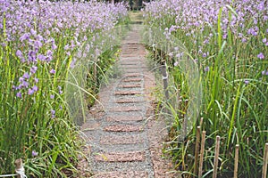 Beautiful of Purple flower garden with stone pathway at flower
