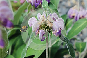 Beautiful purple flower with honeybee bee background close up flower blooming wild flower