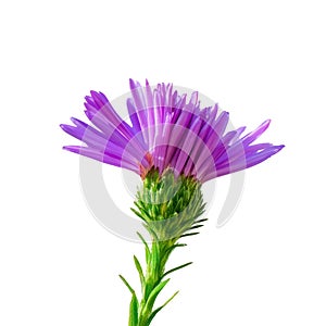 beautiful purple flower isolated on white background.