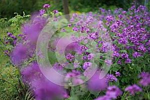 Beautiful purple flower Lunaria annua, called honesty or annual honesty in English