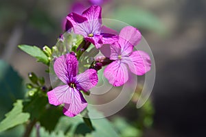 Beautiful purple flower Lunaria annua, called honesty Dollar plant, Moonwort