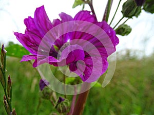 Beautiful purple flower in a meadow