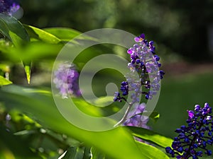 Beautiful purple flower. Nature background. photo