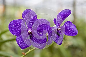 Beautiful purple flower orchid on a branch close-up.