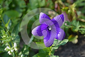 Beautiful purple flower of Platycodon grandiflorus. Flowering perennial plant in the garden