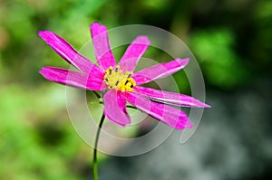 Beautiful purple flower of the pyrethrum in the garden.