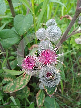 Beautiful purple flower with a small ball with thorns and green leaves