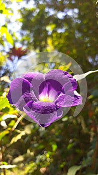 Beautiful purple flower in Sri Lanka