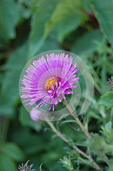 Beautiful purple flower in summer