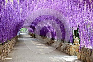 Beautiful Of Purple Flower Tunnel  .in Cherntawan International Meditation Center in Chiang Rai, Thailand