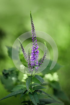 Beautiful purple flower Veronica spicata on green blurred background close-up. Speedwell in a meadow, close-up. Meadow and field