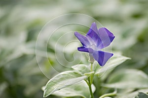 Beautiful purple flower of vinca vine